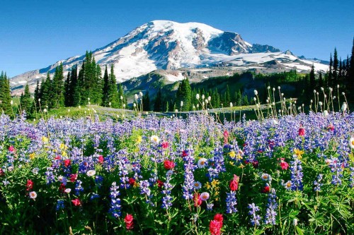 RAI2113HRAINIER_2.jpg