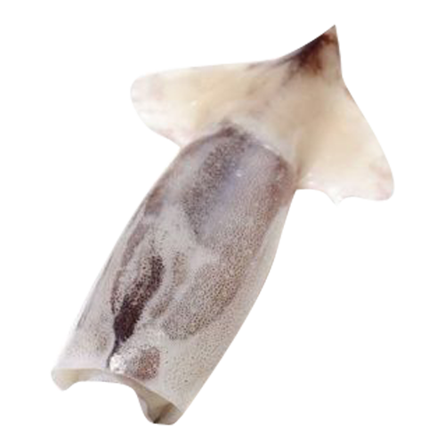 冰鲜鱿鱼筒