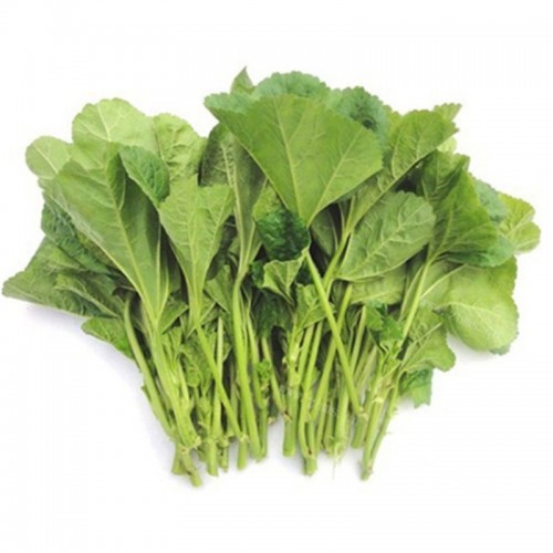 冬汉菜