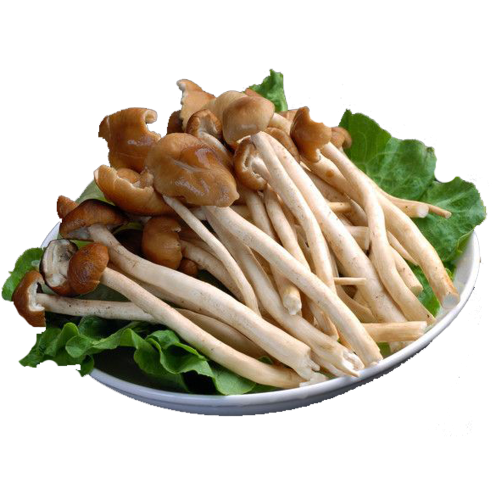 茶树菇