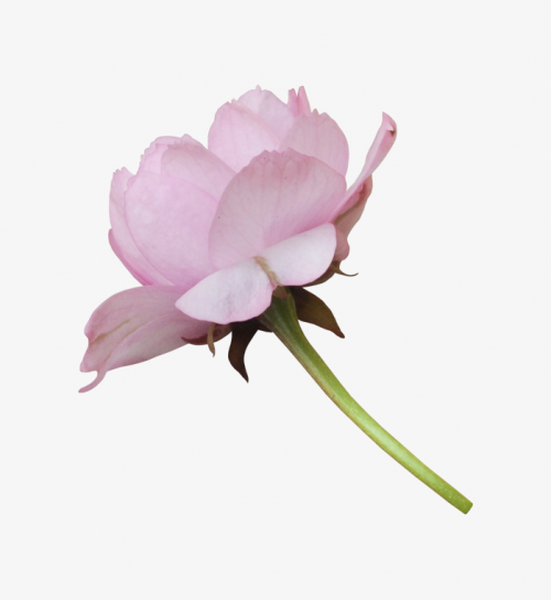 R-C.png