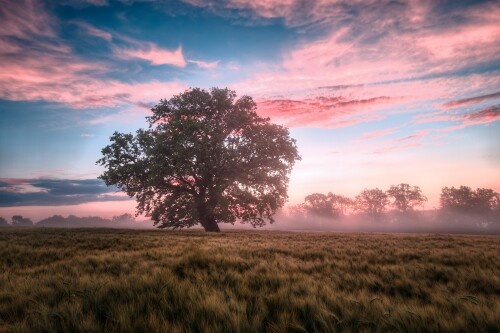 field-6574455.jpg