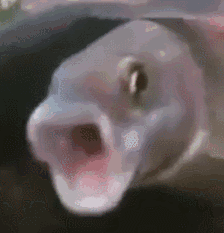 1719773447007.gif