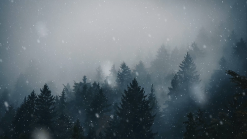 animated forest
