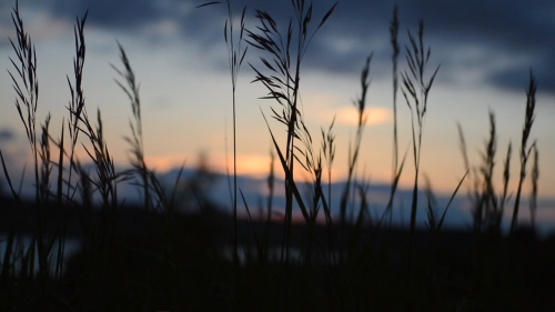 wheat at dusk