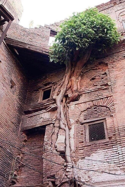 A-tree-growing-in-an-abandoned-house.jpg