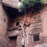 A-tree-growing-in-an-abandoned-house