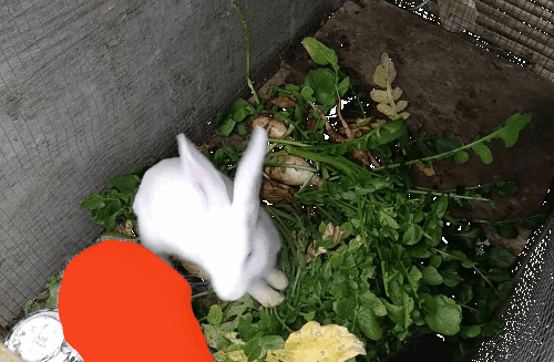 GIF.gif