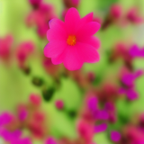 flower1.01