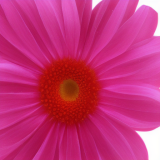 flower10.01