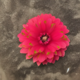 flower11.01