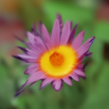 flower15.01