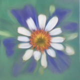 flower19.01