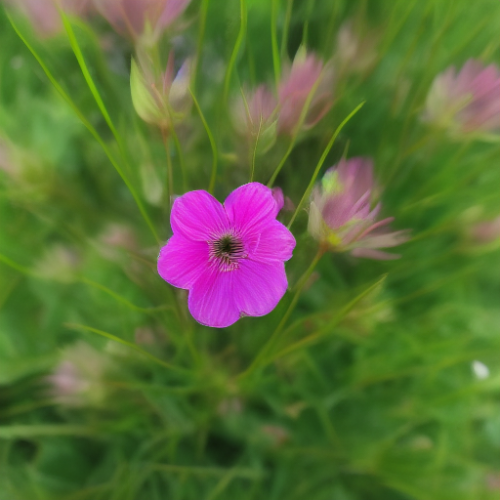 flower20.01.png
