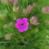 flower20.01