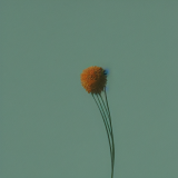 flower22.01