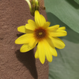flower23.01