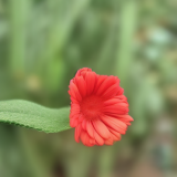 flower25.01