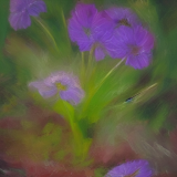 flower26.01
