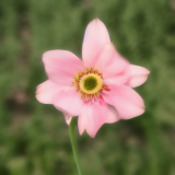 flower28.01