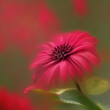 flower29.01
