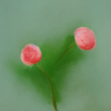 flower3.01