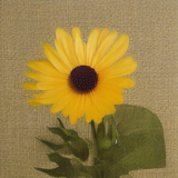flower30.01