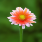 flower32.01