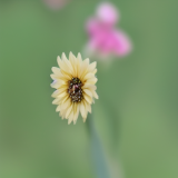 flower34.01
