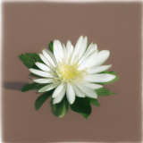 flower36.01