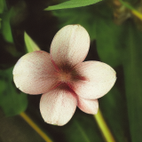 flower38.01