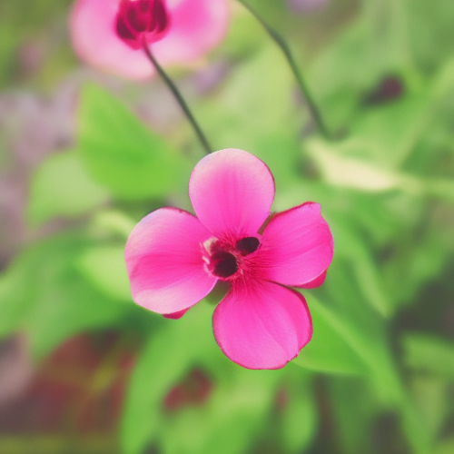 flower41.01