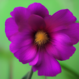 flower45.01