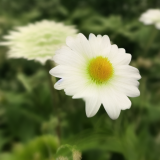 flower46.01