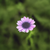 flower47.01
