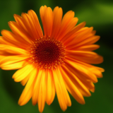 flower5.01