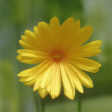 flower8.01