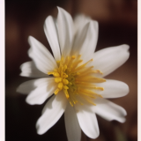 flower9.01