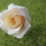 flower14.02