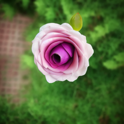flower2.02