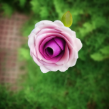 flower2.02