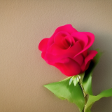flower23.02