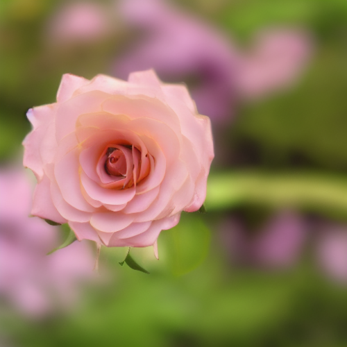 flower24.02