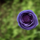 flower30.02