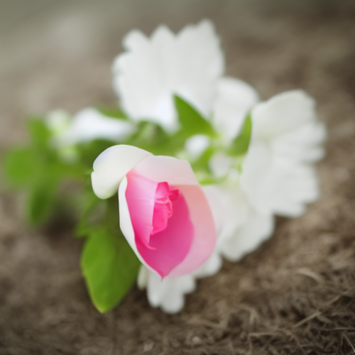 flower31.02.png