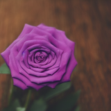 flower6.02