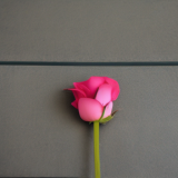 flower8.02