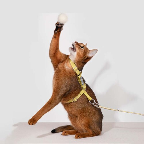 cat leash