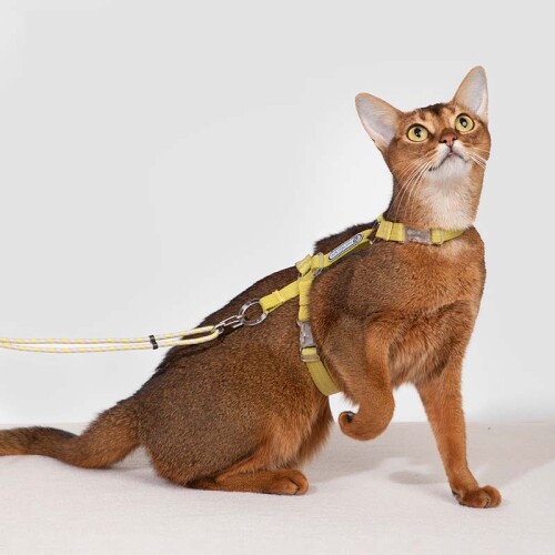 cat leash