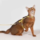cat-leash414bf6e4dcf1e3f9